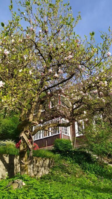 Haus Am Wald Zorge 16+ Gaeste Walkenried Exteriör bild