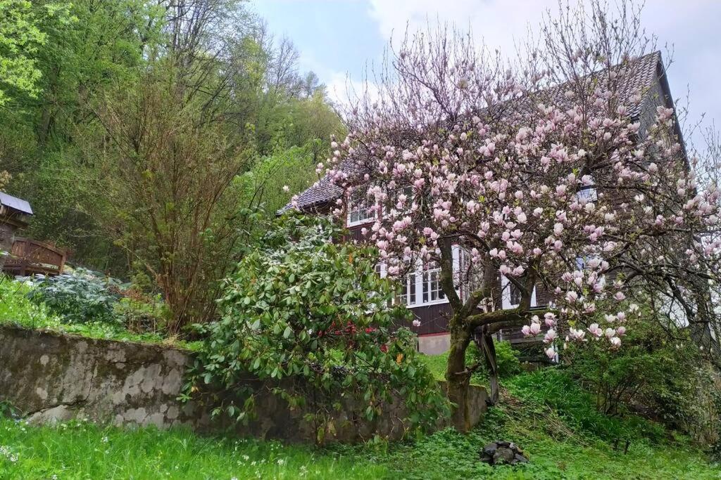 Haus Am Wald Zorge 16+ Gaeste Walkenried Exteriör bild