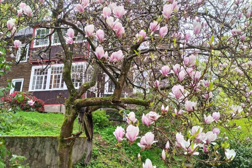 Haus Am Wald Zorge 16+ Gaeste Walkenried Exteriör bild
